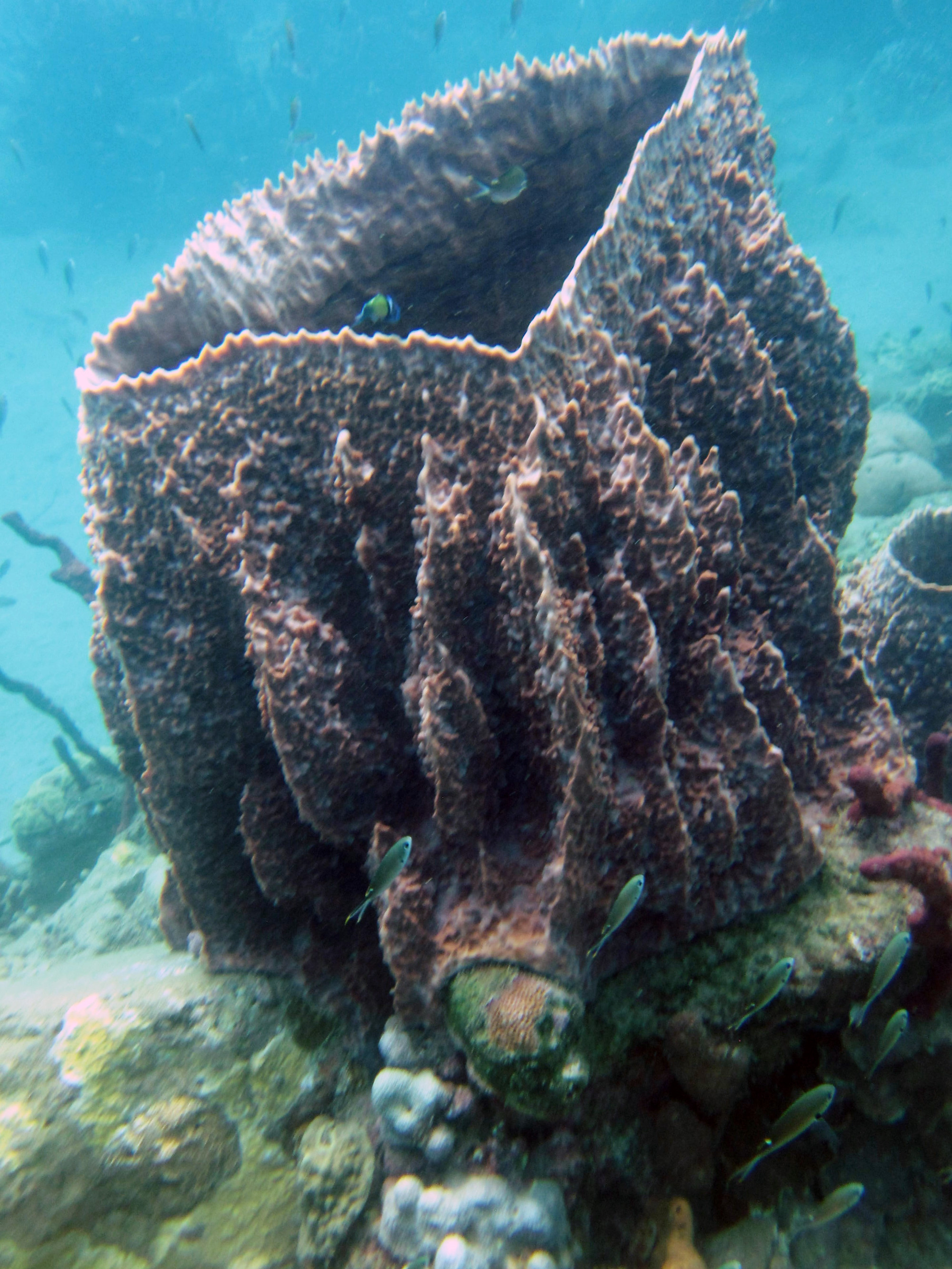 Barrell Coral