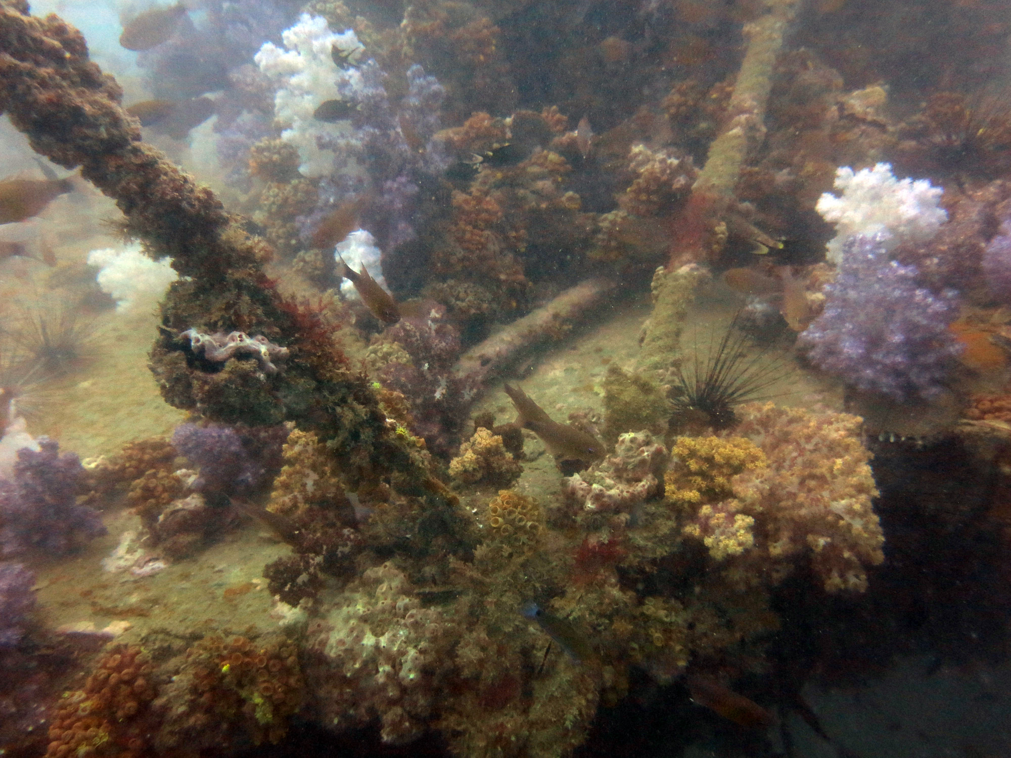 King Cruiser Wreck Dive Site, Thailand