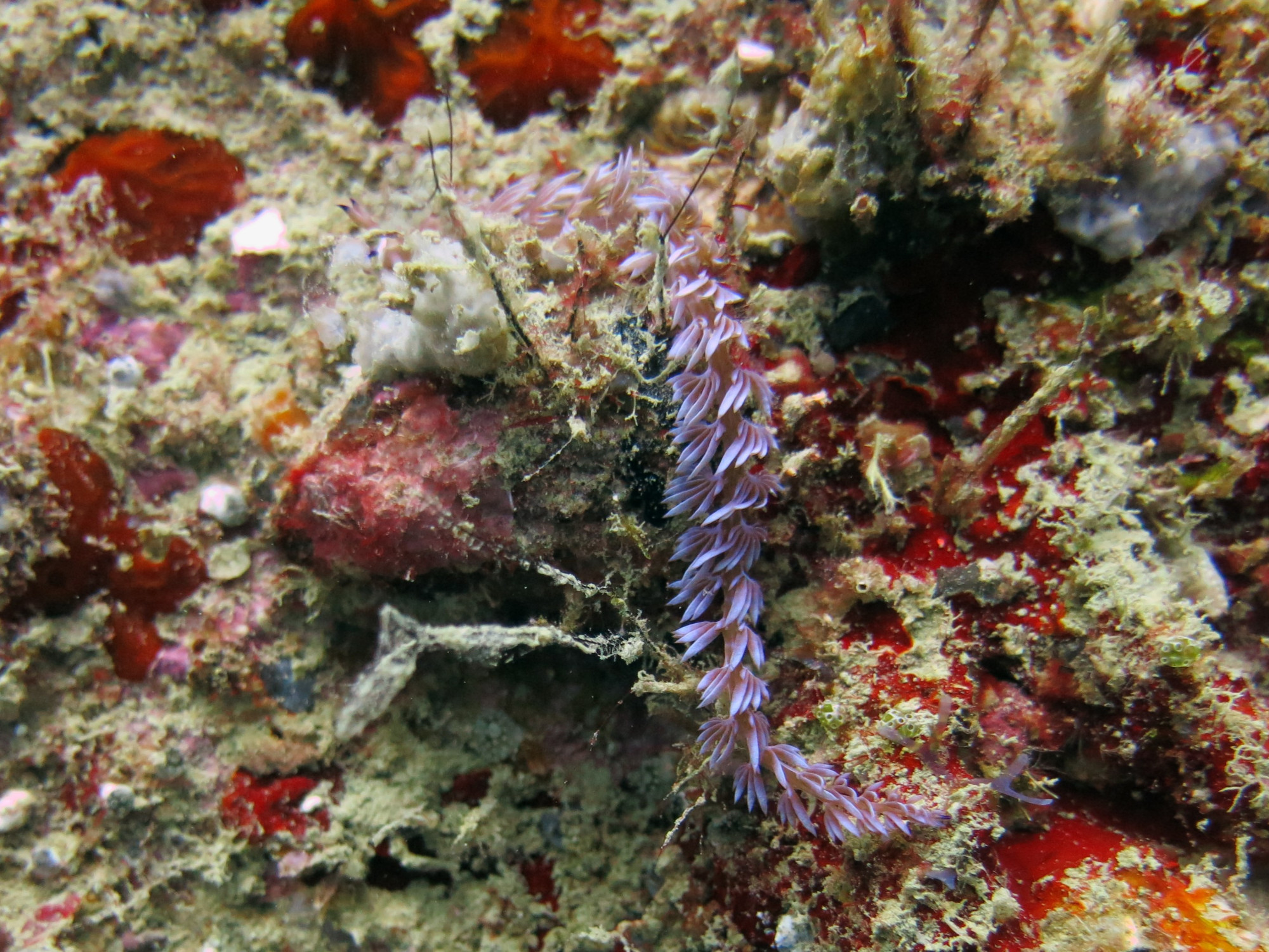 Okikawa Wreck 