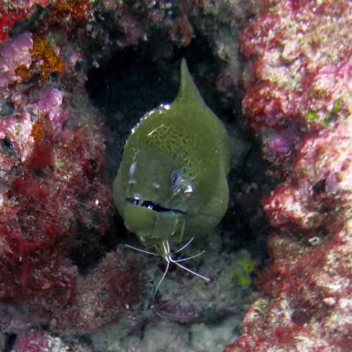 Turtle Rock Similans, Thailand