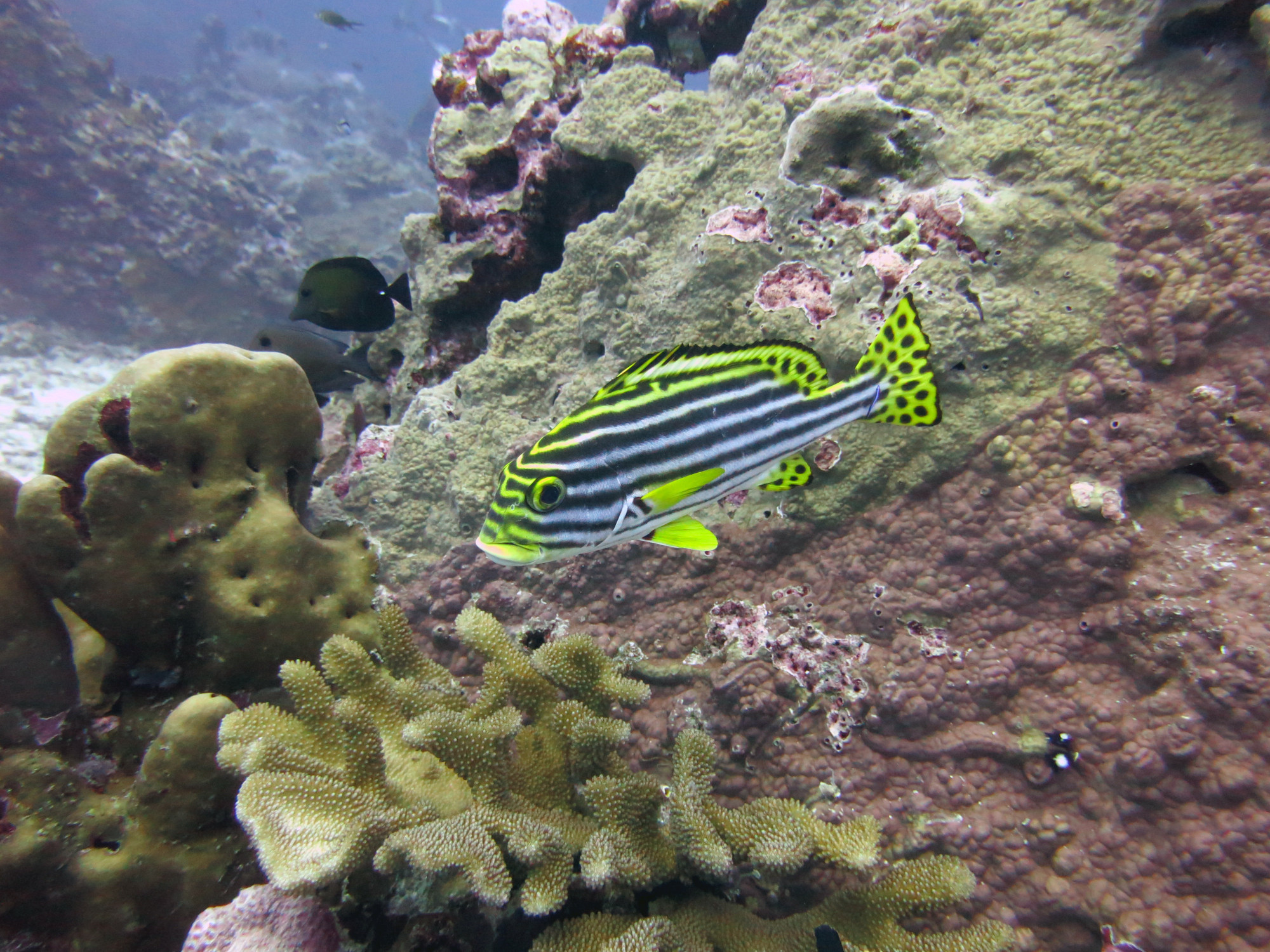 Koh Bon Similan Islands, Thailand