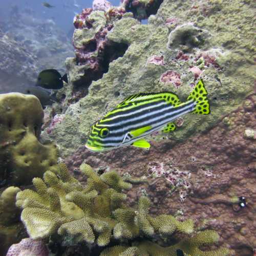 Koh Bon Similan Islands, Thailand