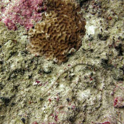 North Point Dive Site Similan Islands, Thailand