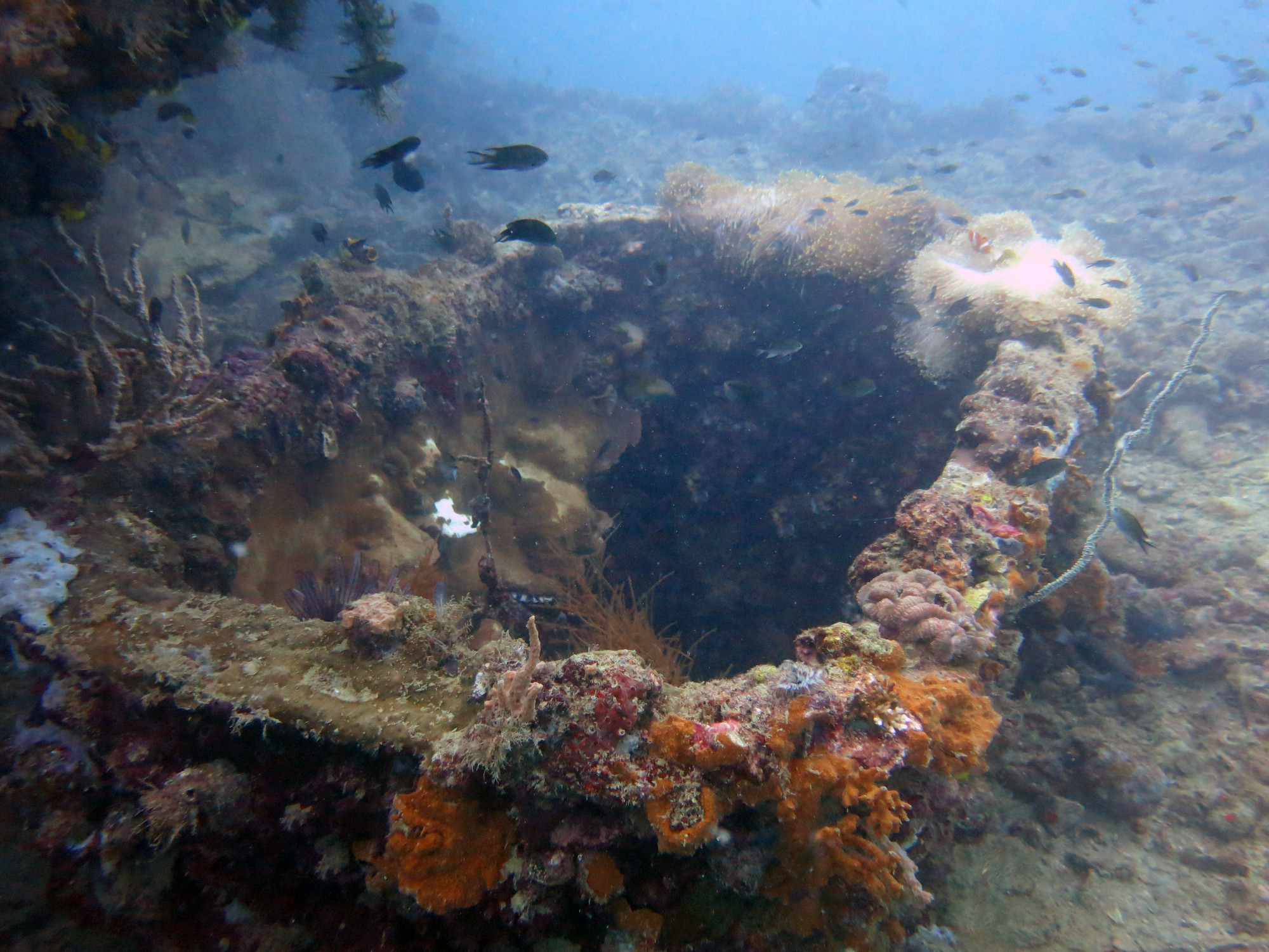 Okikawa Wreck 