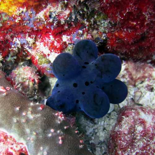 Koh Bon Similan Islands, Thailand