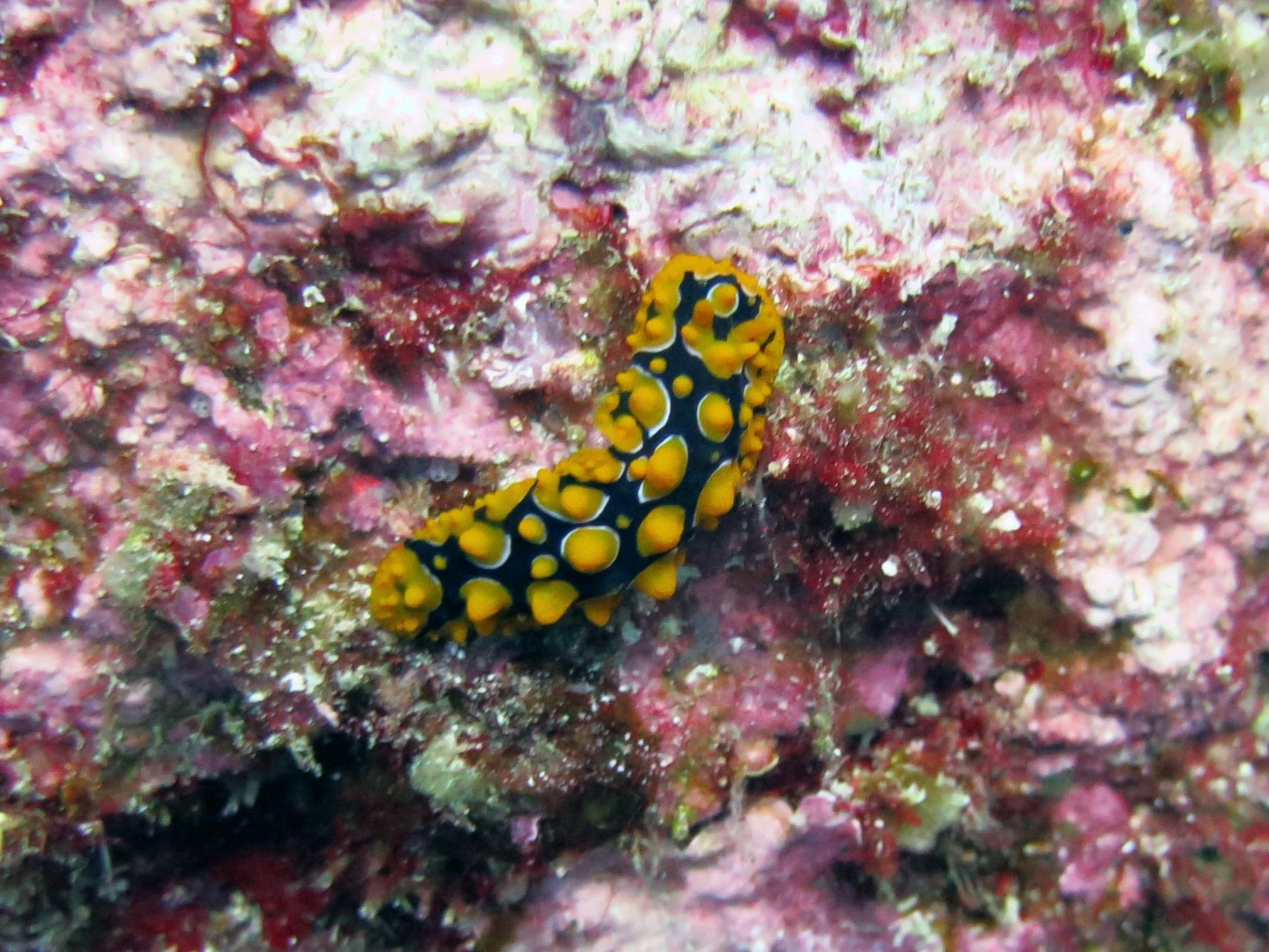 Koh Bon Similan Islands, Thailand