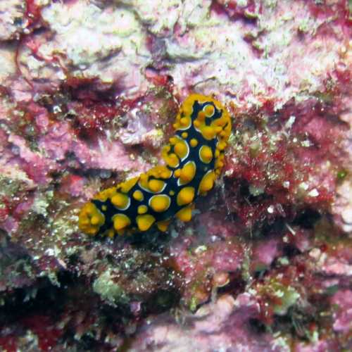 Koh Bon Similan Islands, Thailand