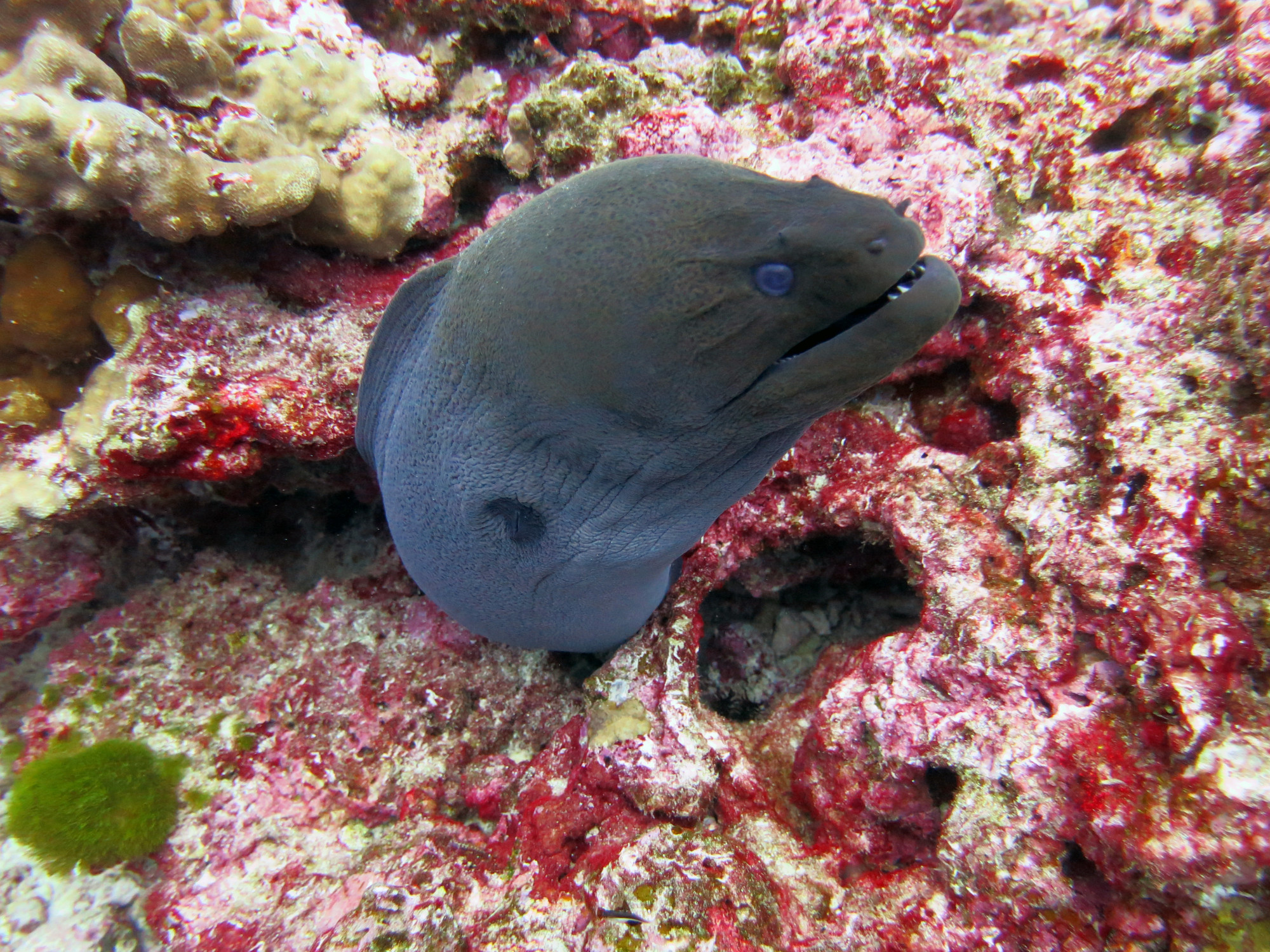 Koh Bon Similan Islands, Thailand