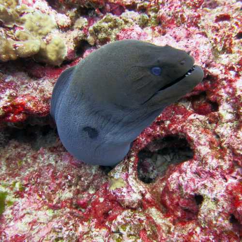 Koh Bon Similan Islands, Thailand