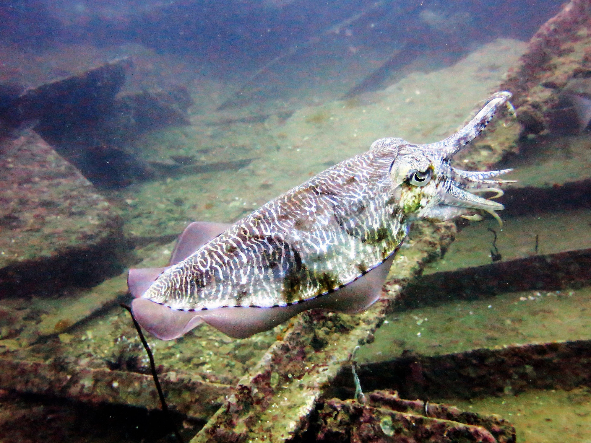 Boonsung Wreck, Thailand