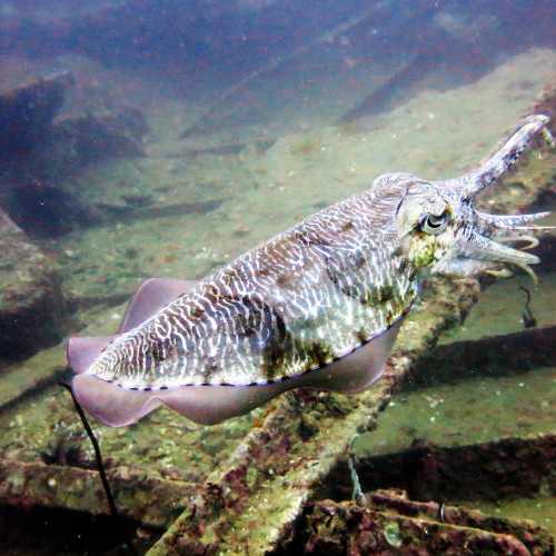 Boonsung Wreck, Thailand