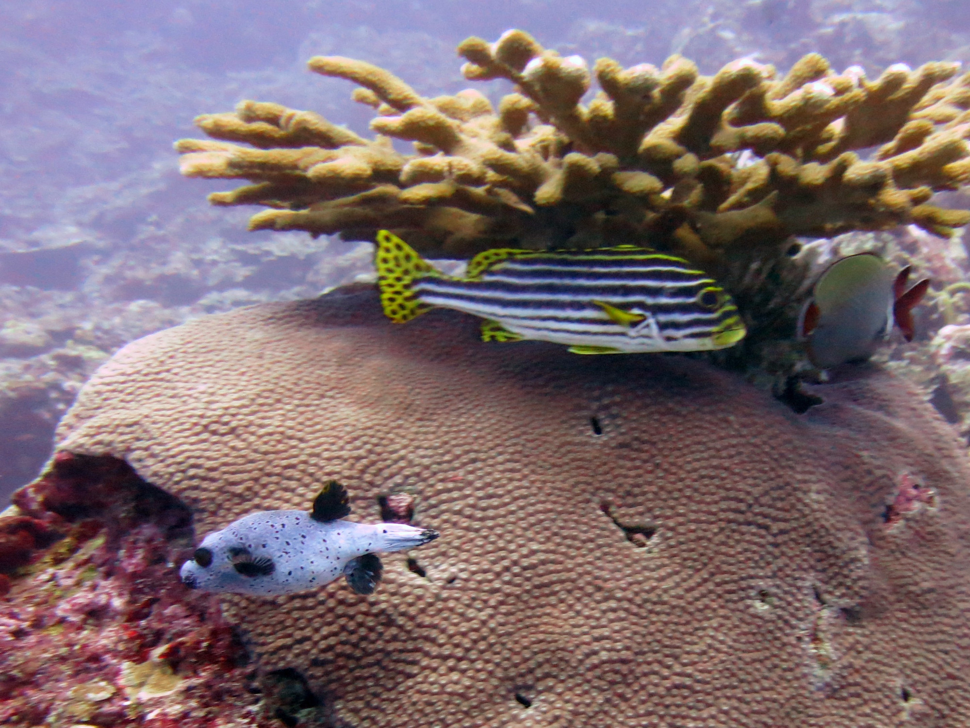 Koh Bon Similan Islands, Thailand