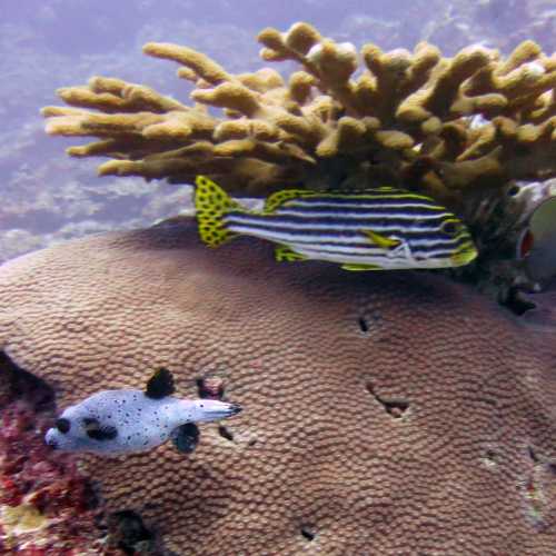 Koh Bon Similan Islands, Thailand