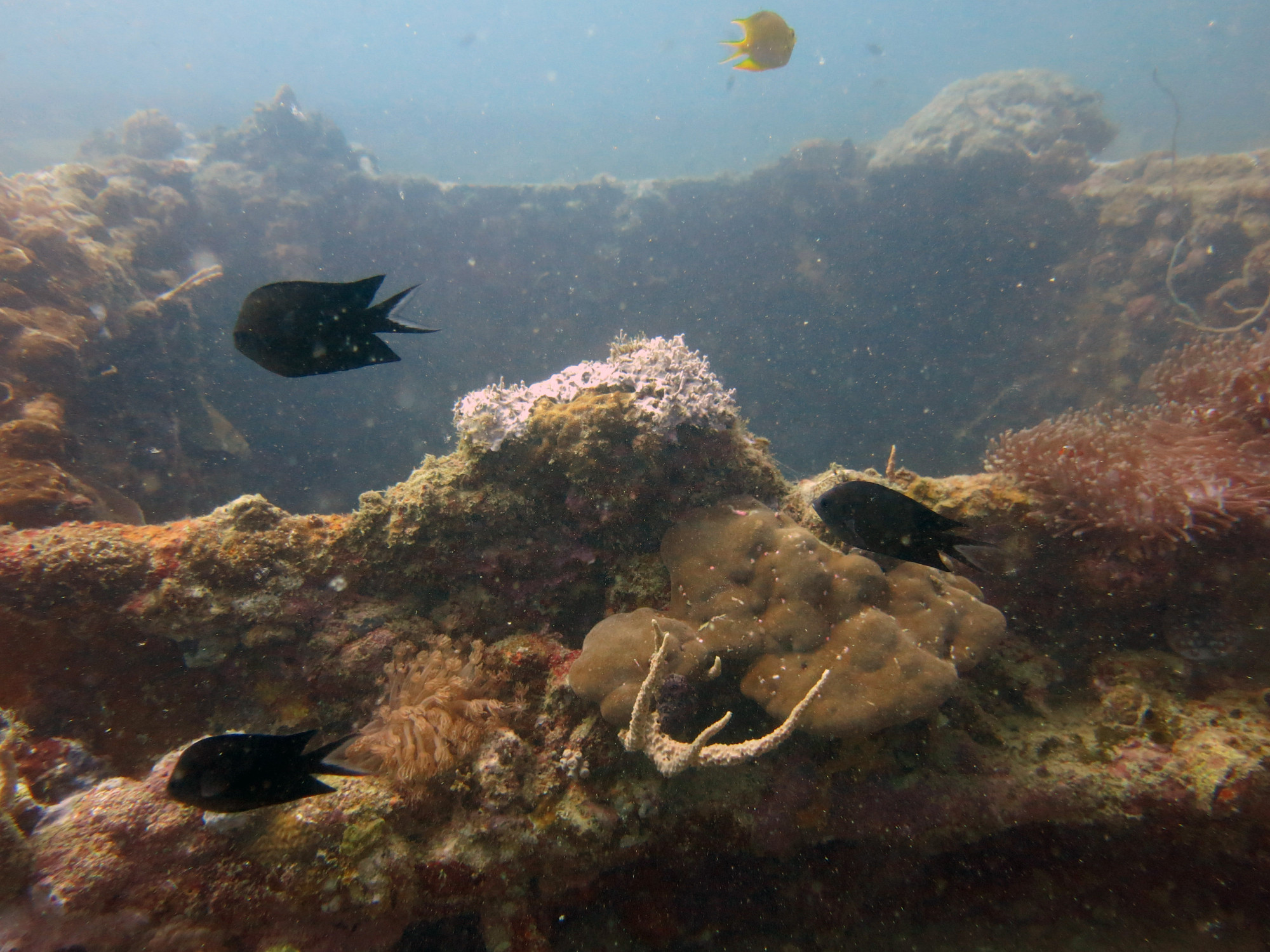 Okikawa Wreck 