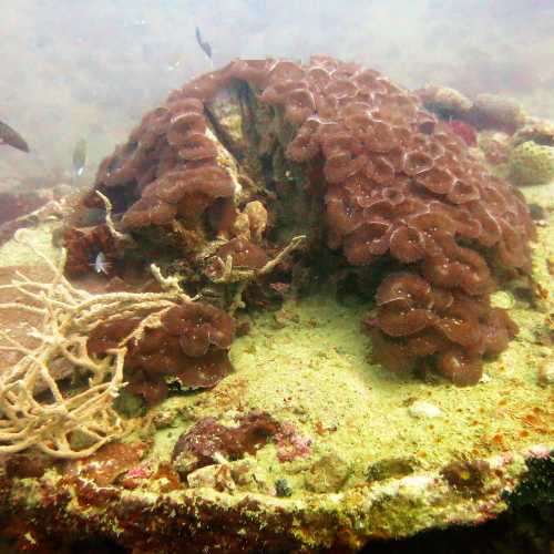 Coral Covered superstructure