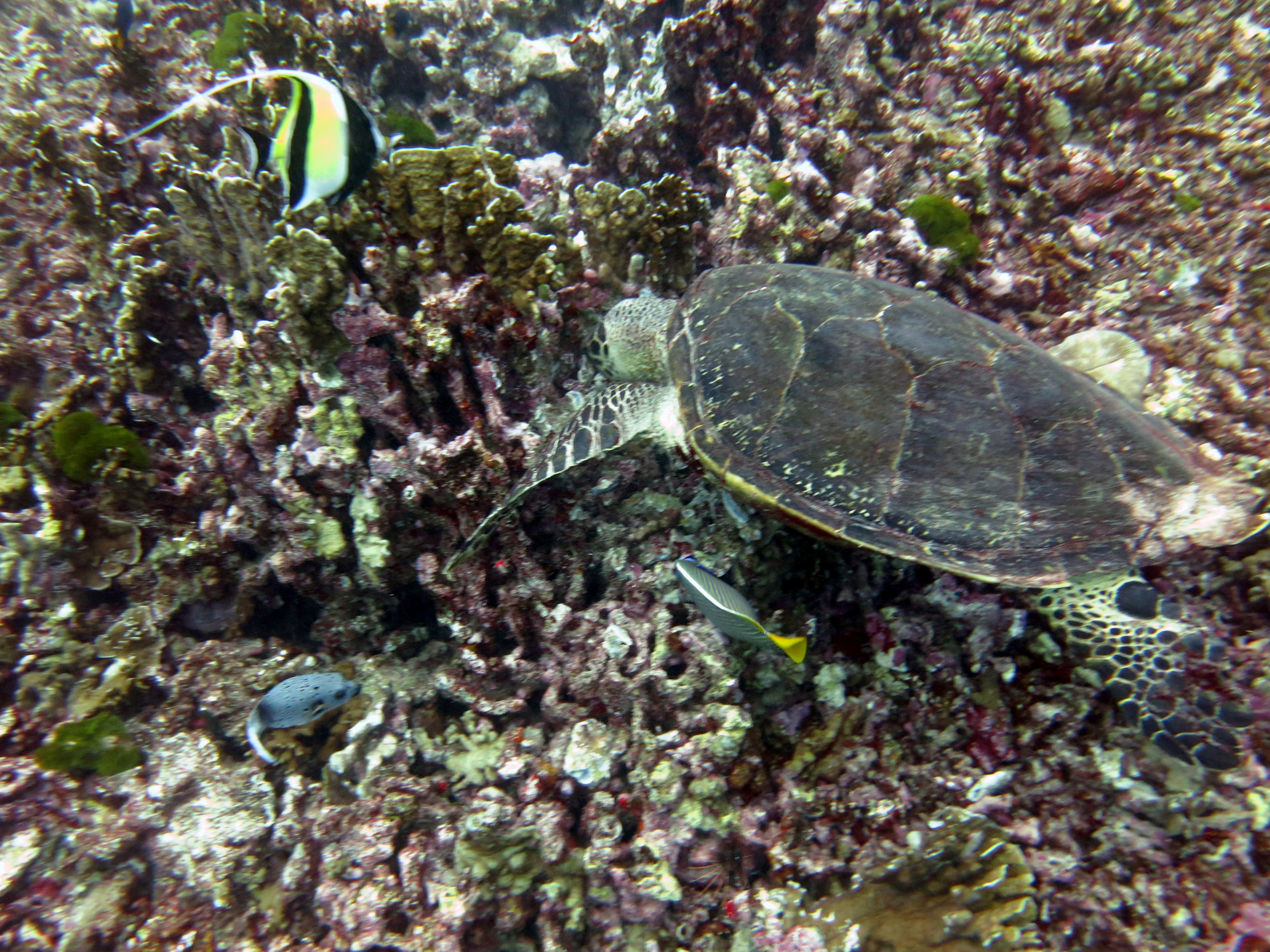 North Point Dive Site Similan Islands, Таиланд