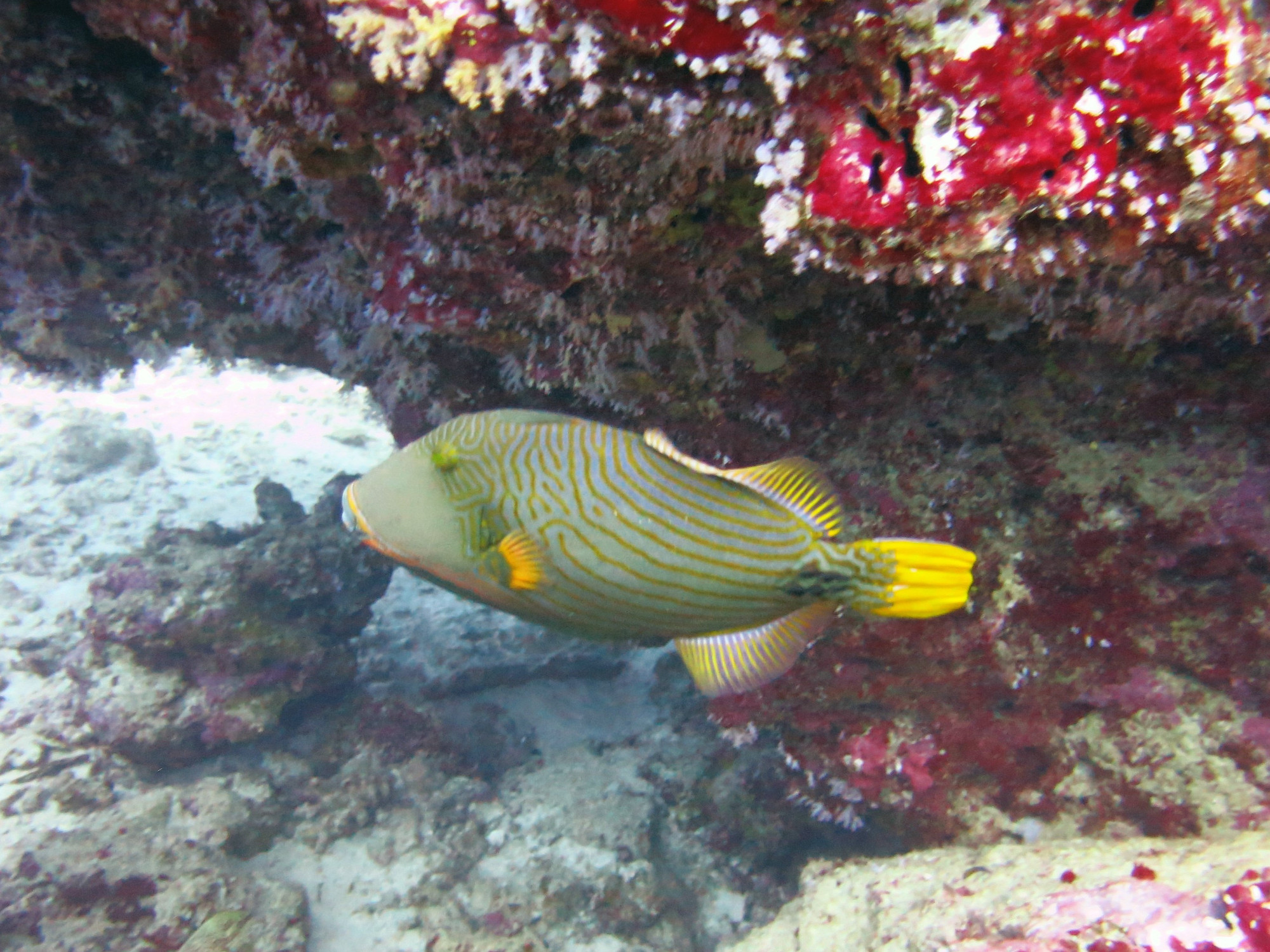 Koh Bon Similan Islands, Thailand