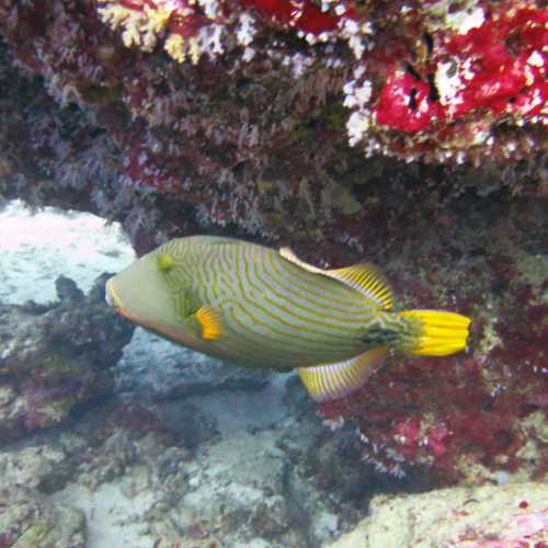 Koh Bon Similan Islands, Thailand