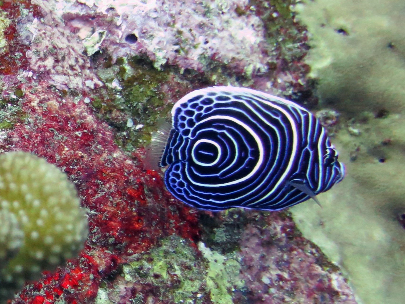 Koh Bon Similan Islands, Thailand