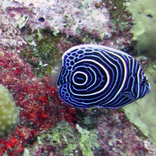 Koh Bon Similan Islands, Thailand