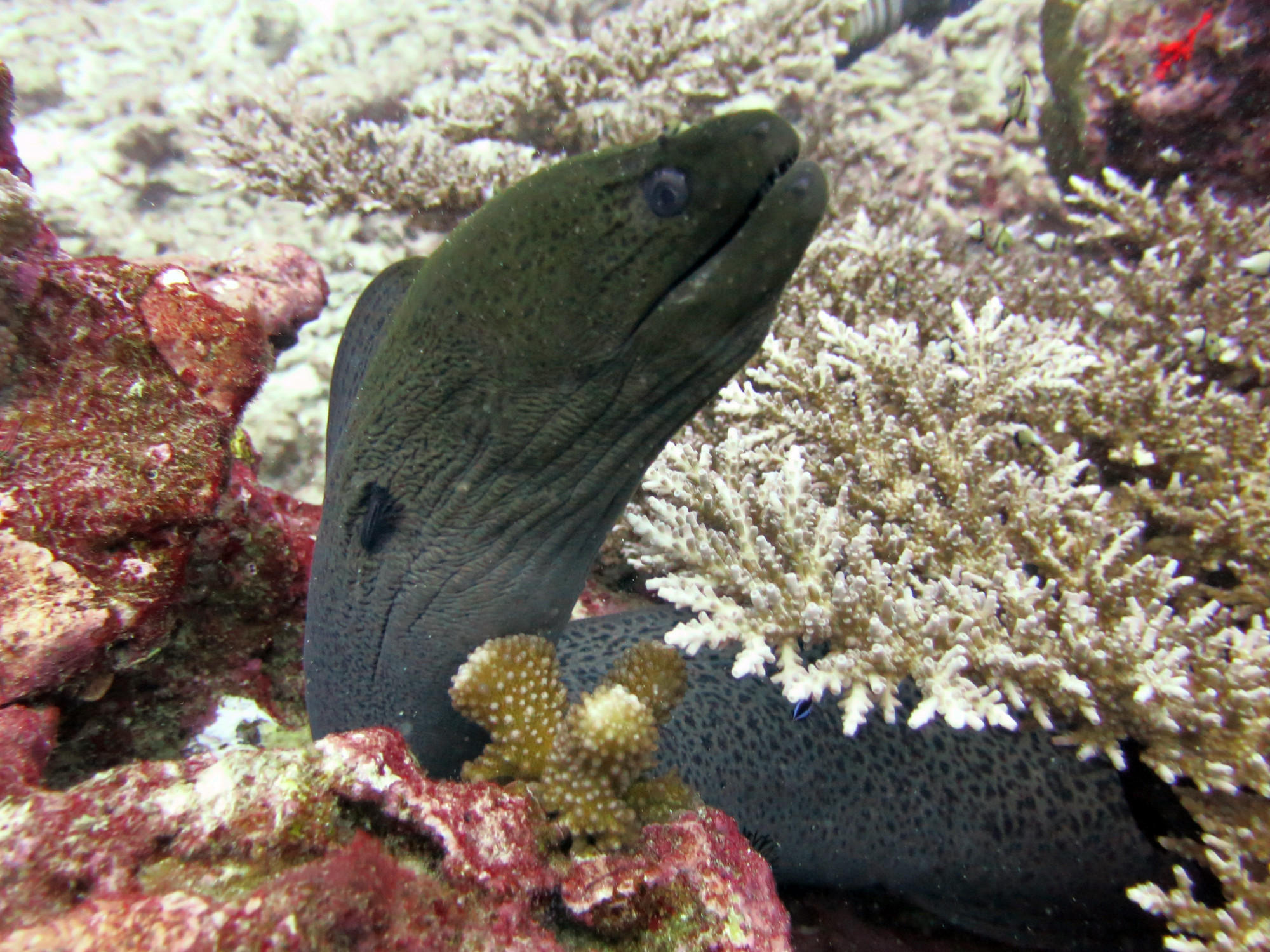 Koh Bon Similan Islands, Thailand