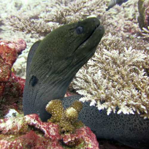 Koh Bon Similan Islands, Thailand