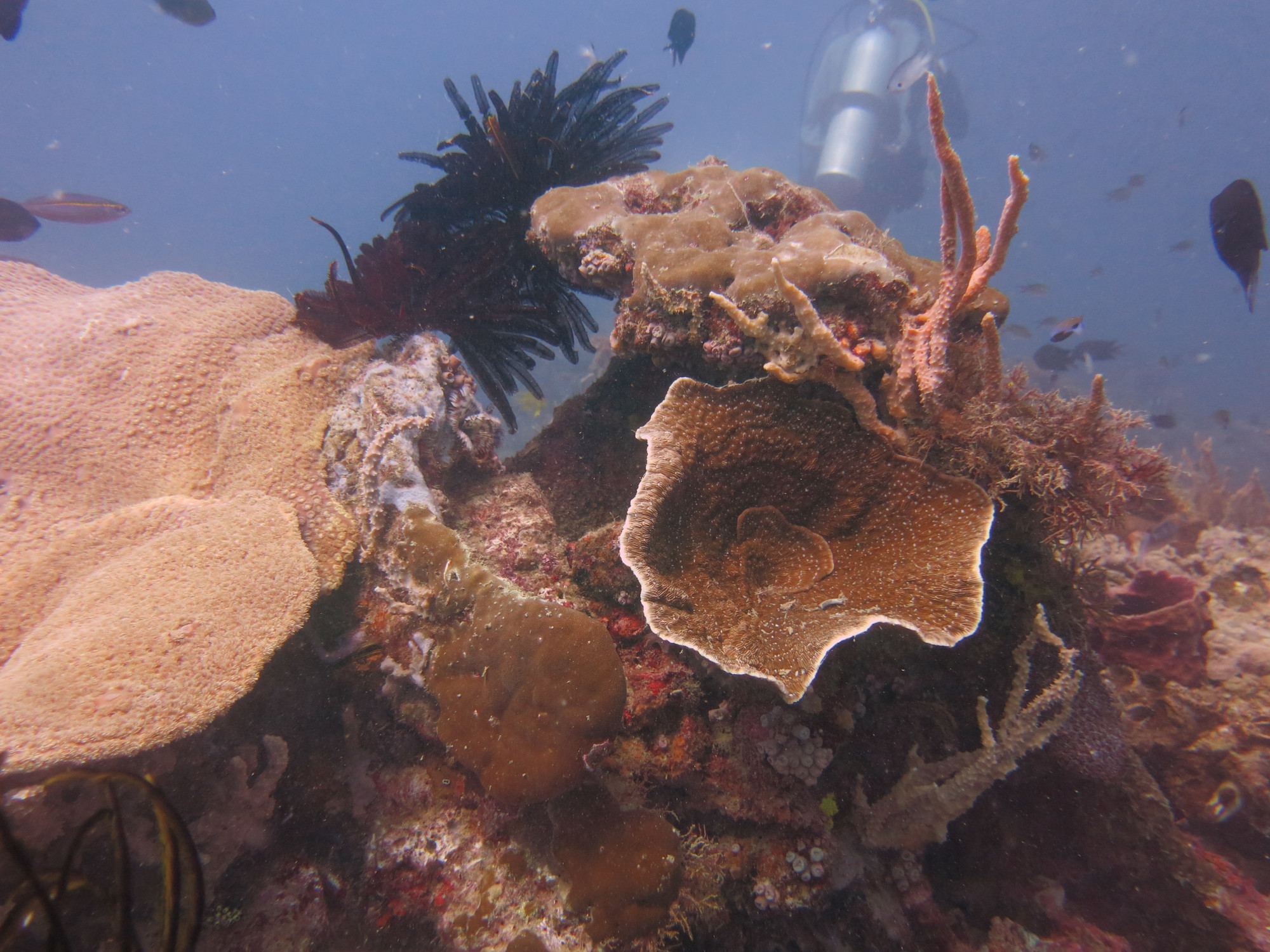 Coral covered superstructure