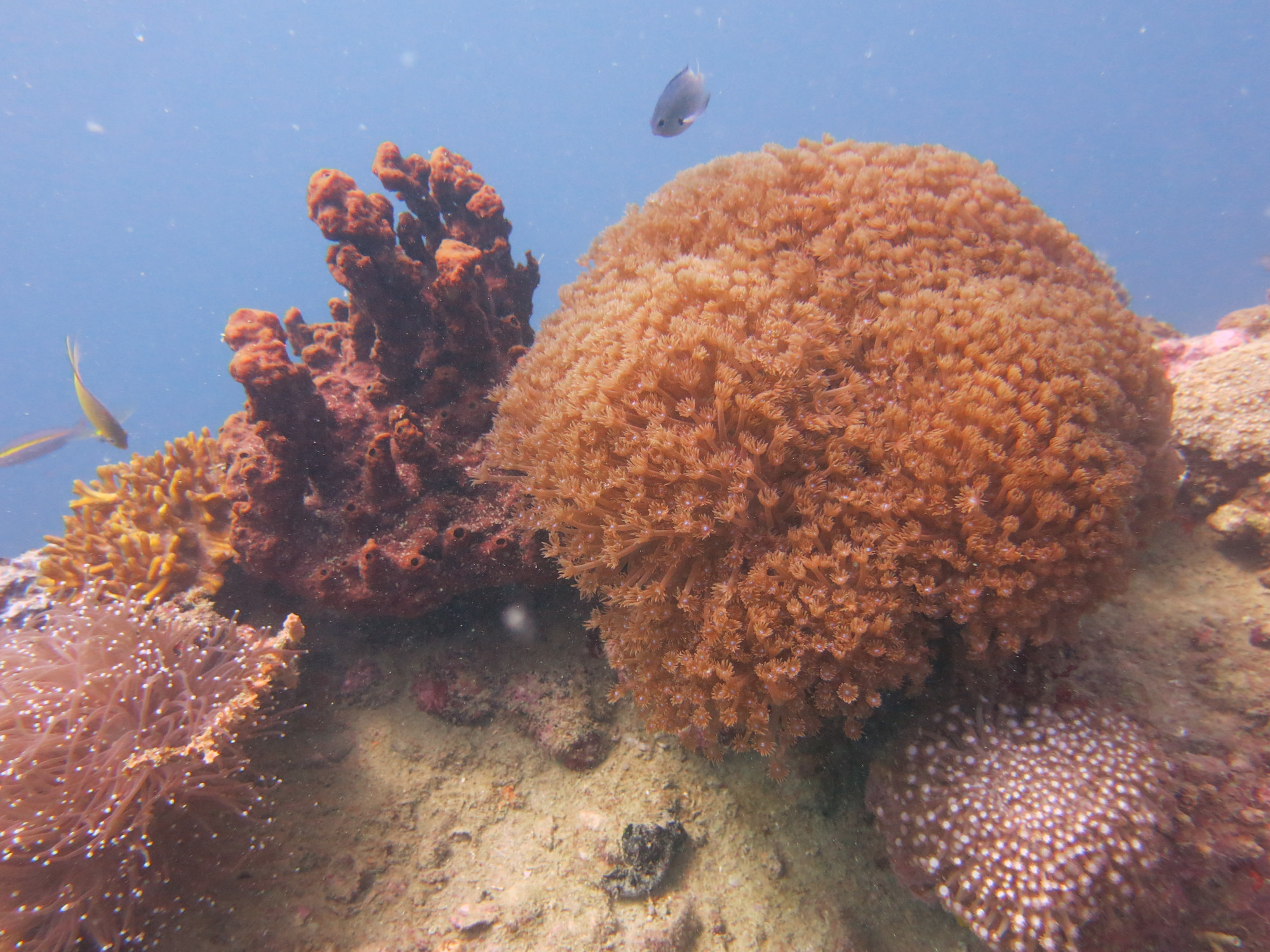 Okikawa Wreck 