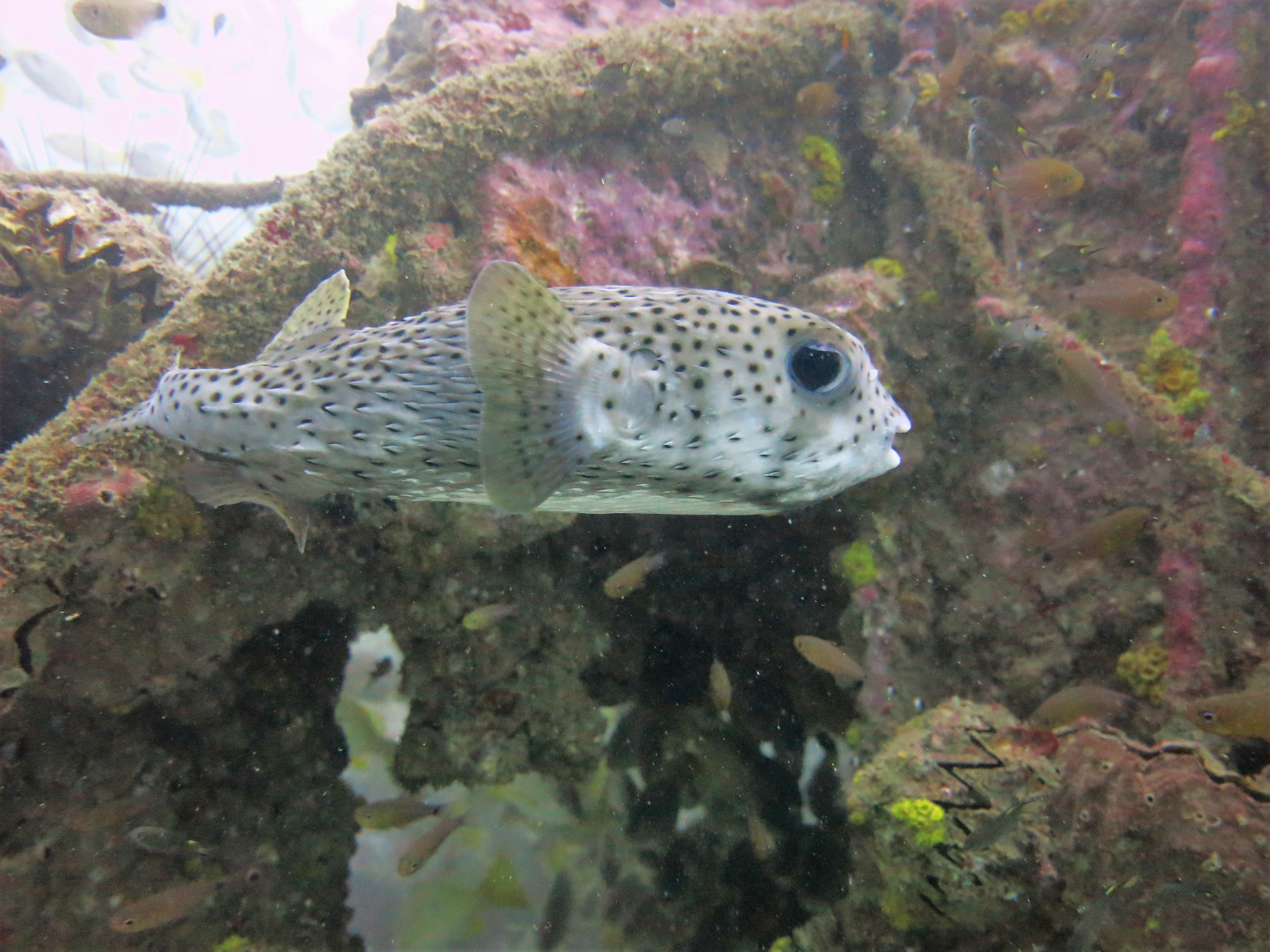 Boonsung Wreck, Thailand