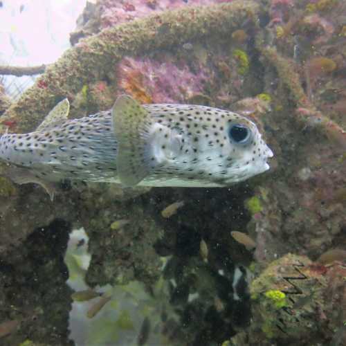 Porcupine Fish