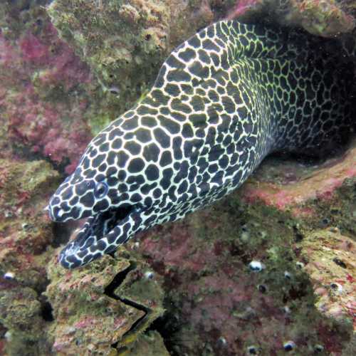 Honeycomb Moray