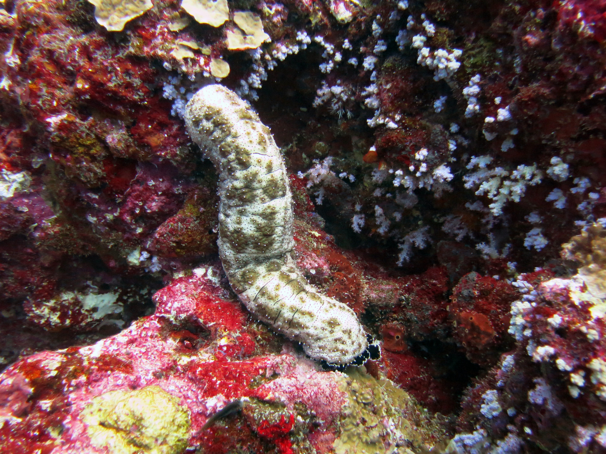 Koh Bon Similan Islands, Thailand