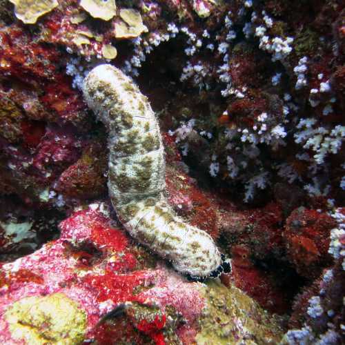 Koh Bon Similan Islands, Thailand