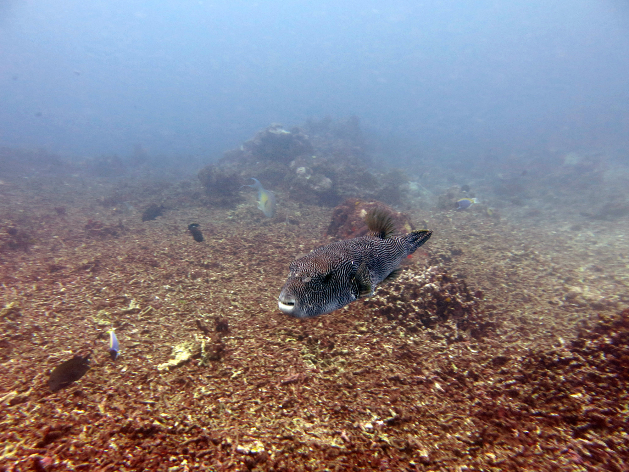 North Point Dive Site Similan Islands, Thailand