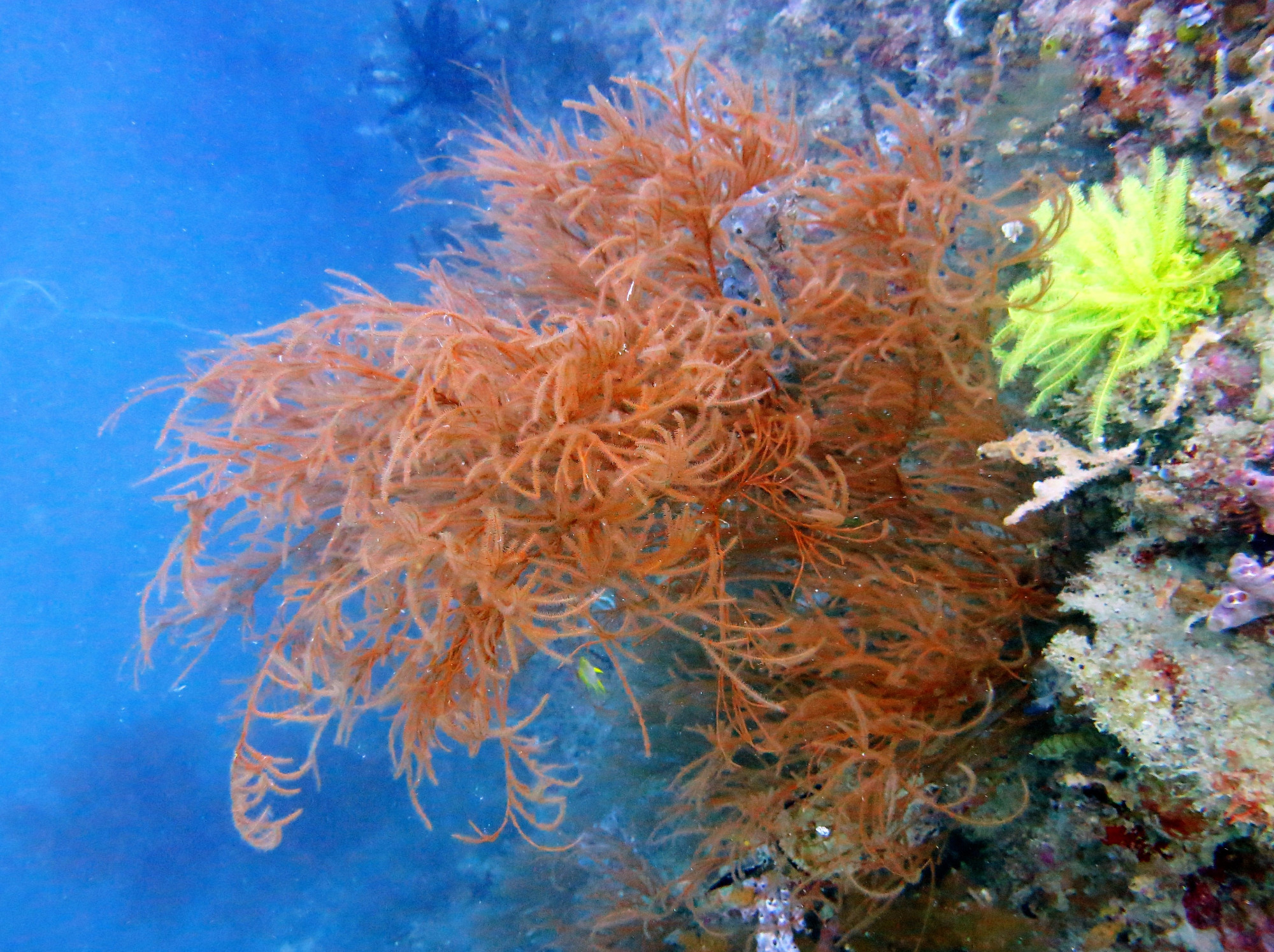 Okikawa Wreck 