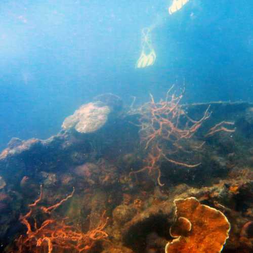 Coral Covered Superstructure
