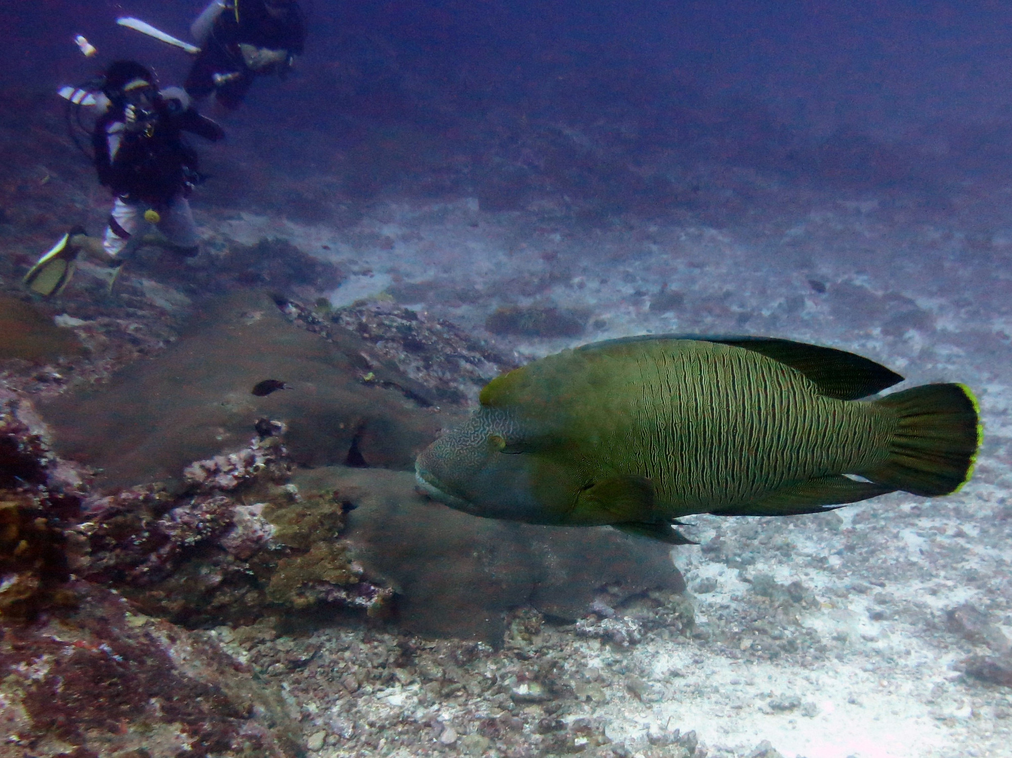 Koh Bon Similan Islands, Thailand