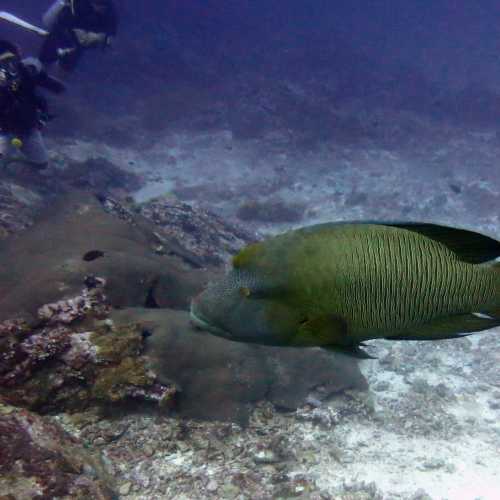 Koh Bon Similan Islands, Thailand