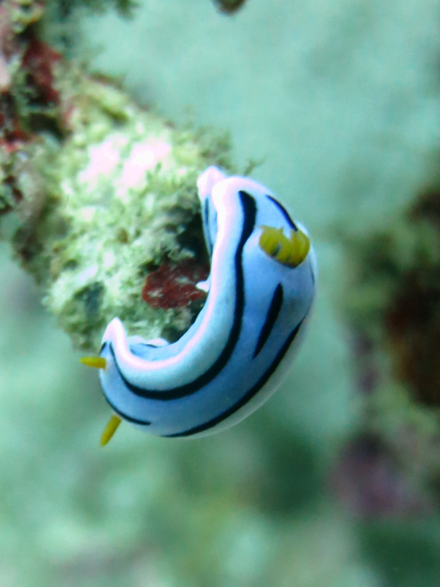 La Laguna Point Dive Site, Philippines