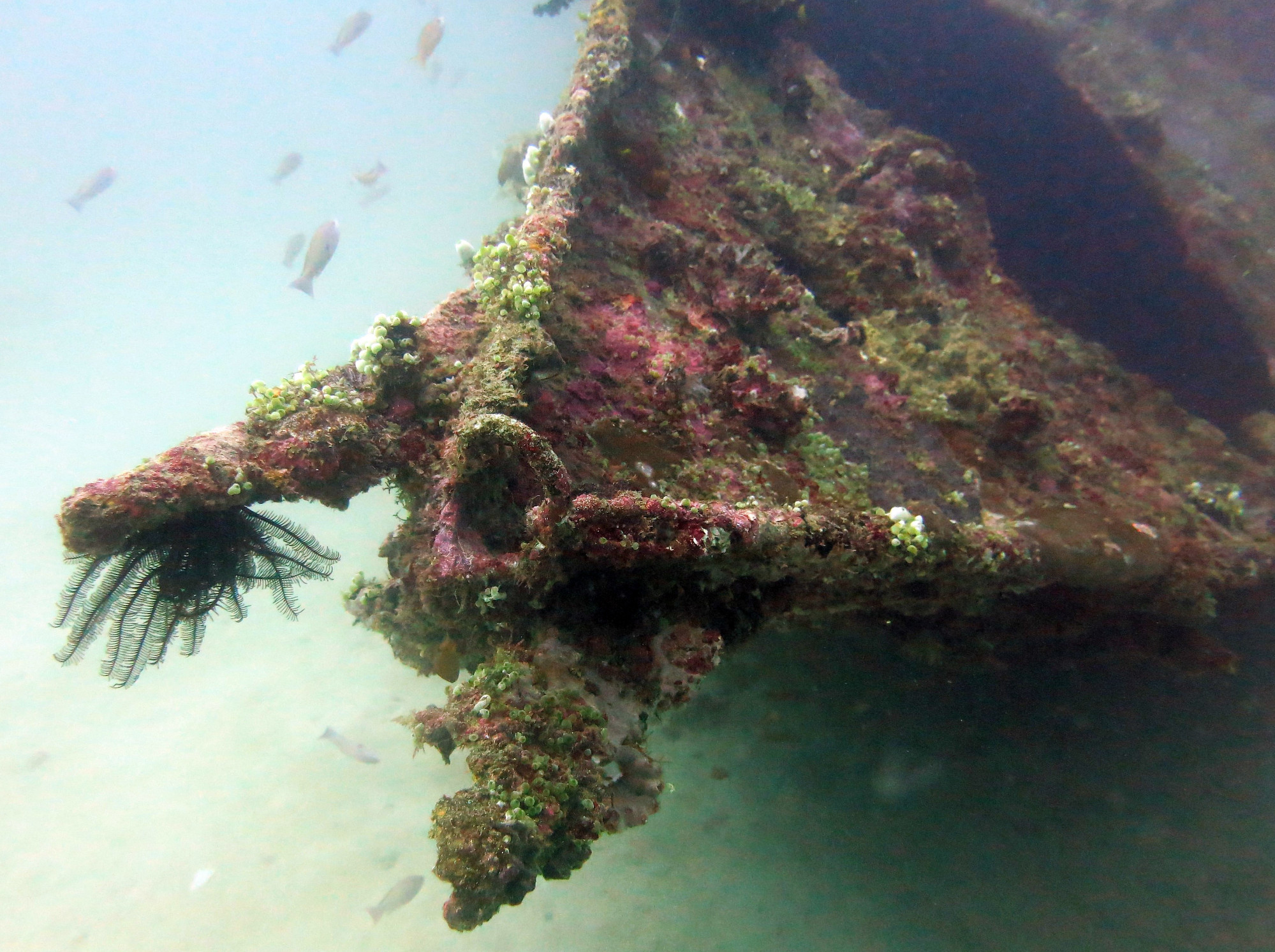 Sabang Wreck, Филиппины