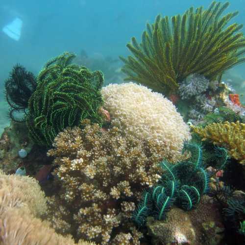 Sabang Point Dive Site, Филиппины
