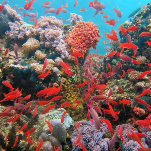 Verde Island Drop Off Dive Site, Филиппины