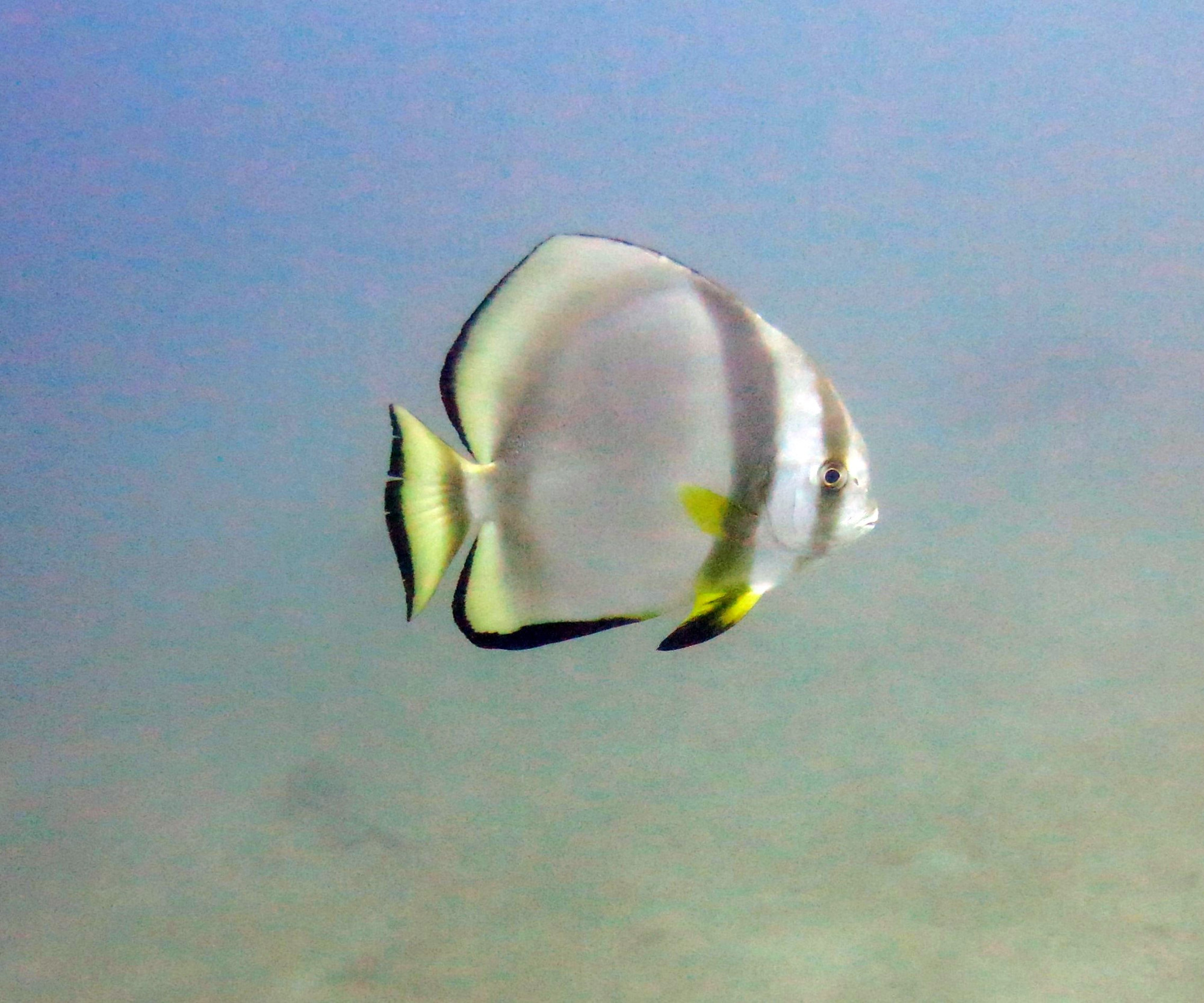 Sabang Point Dive Site, Филиппины