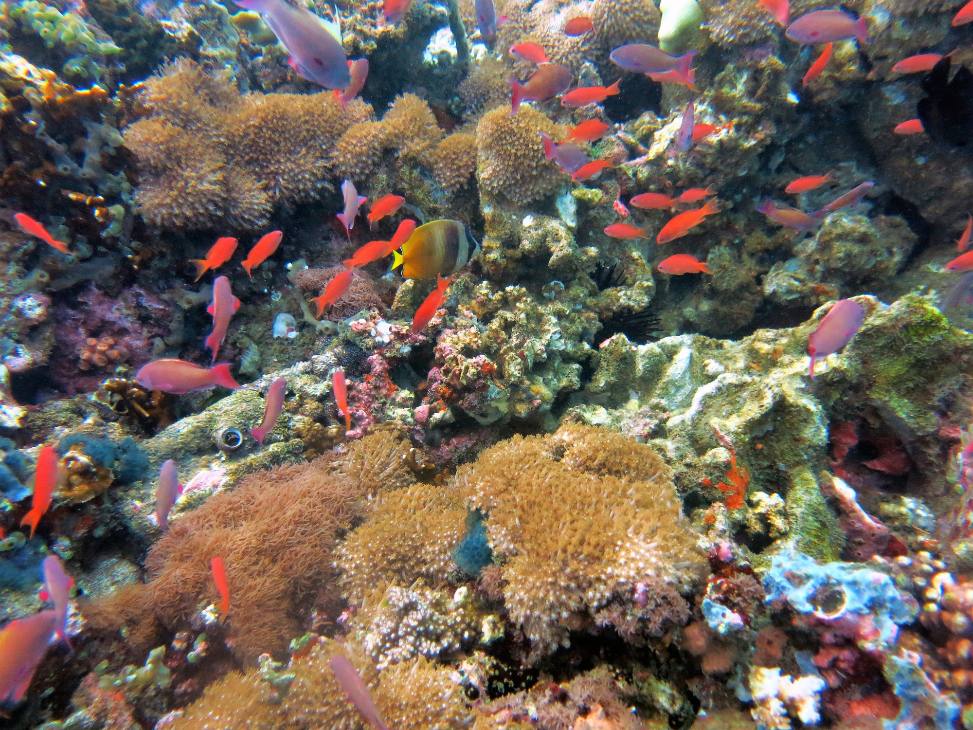 Verde Island Drop Off Dive Site, Филиппины