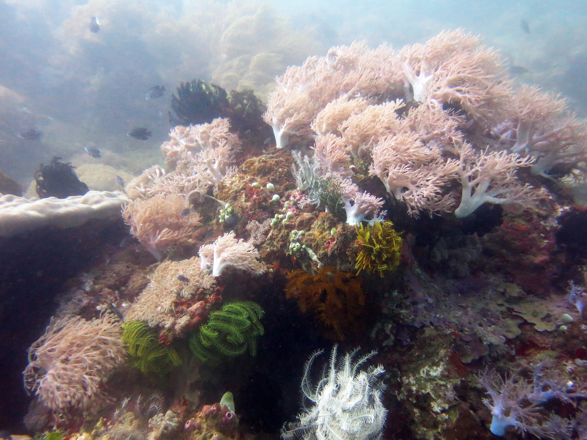 Monkey Wreck Dive Site, Филиппины