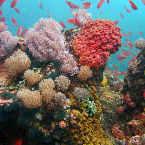 Verde Island Drop Off Dive Site, Philippines
