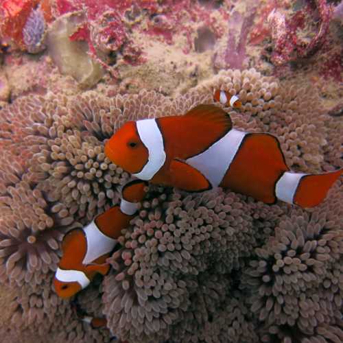 Clown Anenomie Fish