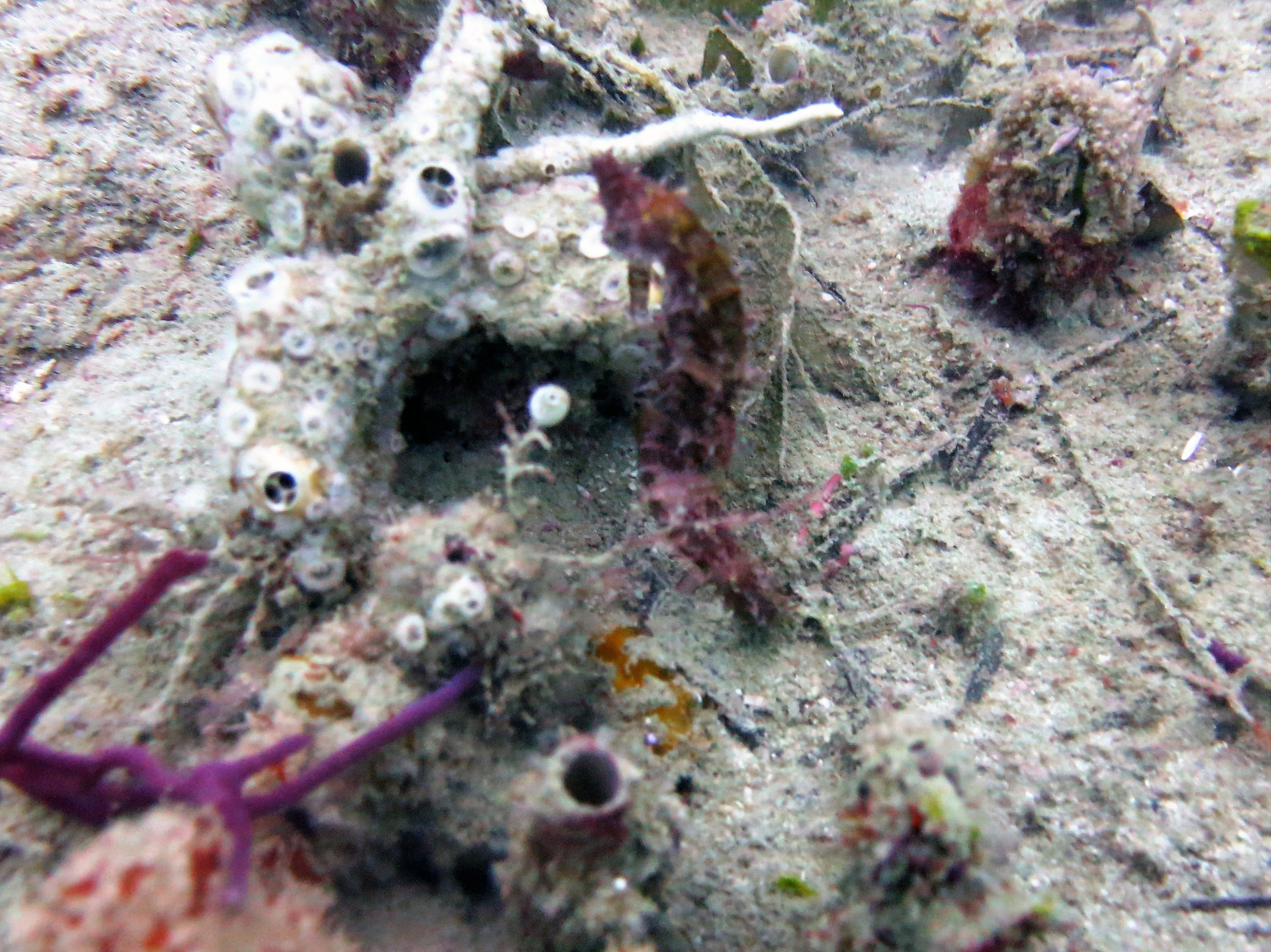 Secret Bay Dive Site, Philippines