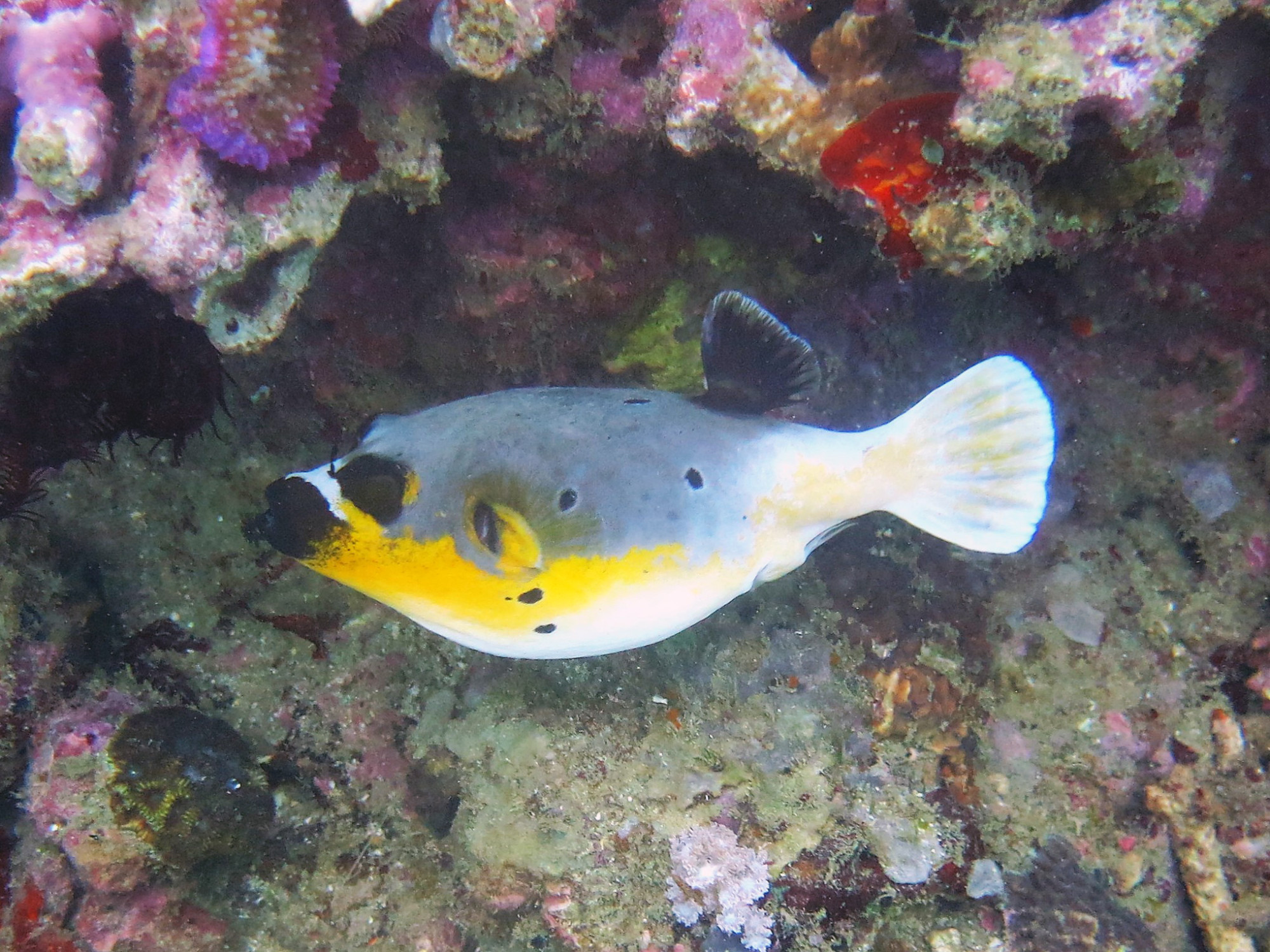 Sinandigan Dive Site, Philippines