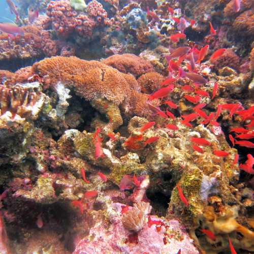 Verde Island Drop Off Dive Site, Philippines